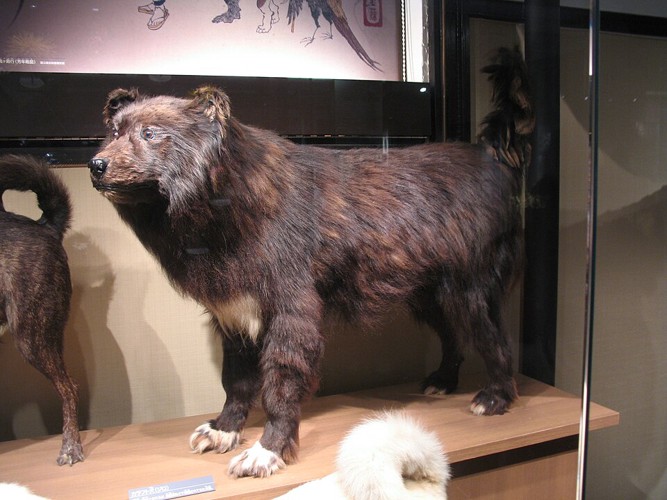 樺太犬ジロの剥製