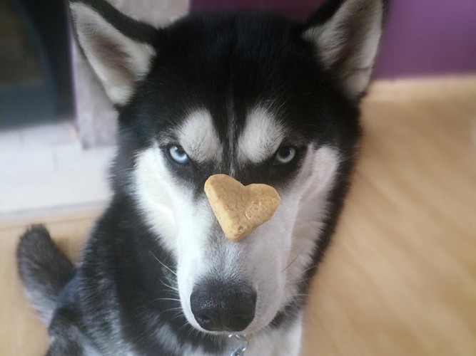 ハートのお菓子と犬