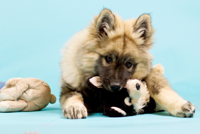 ぬいぐるみのおもちゃで遊ぶユーラシアの子犬