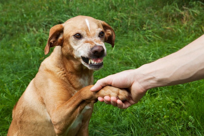 お手をして怒っている犬