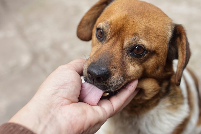 人の手を舐める犬