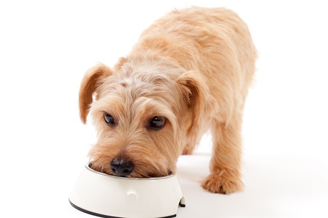 ご飯を食べる子犬