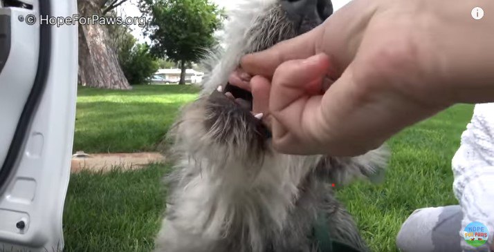 手から食べる犬