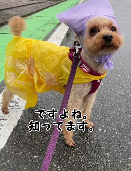 似合い過ぎる姿にホッコリ