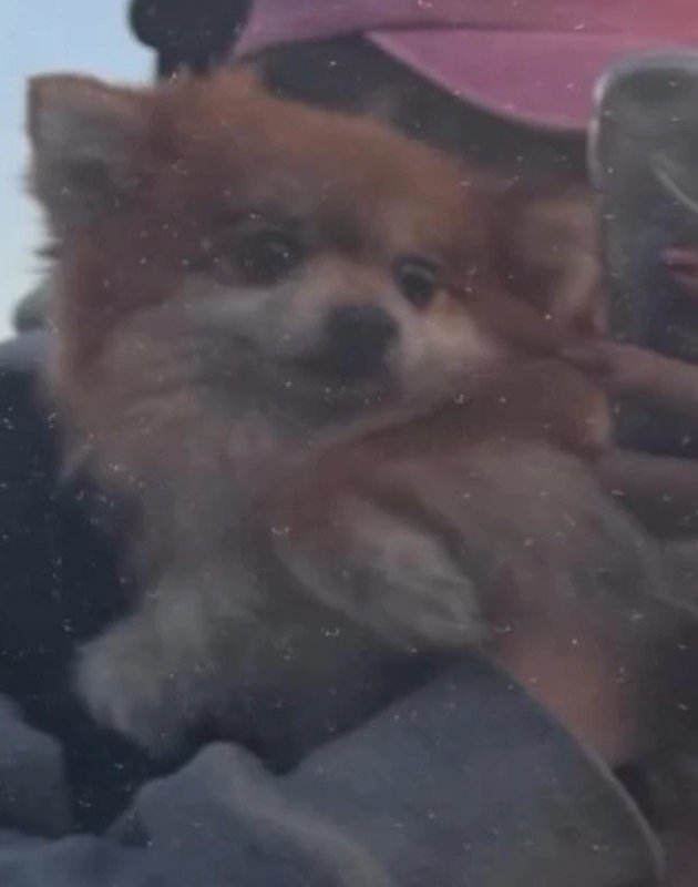 女性の腕の中で大人しくしている犬