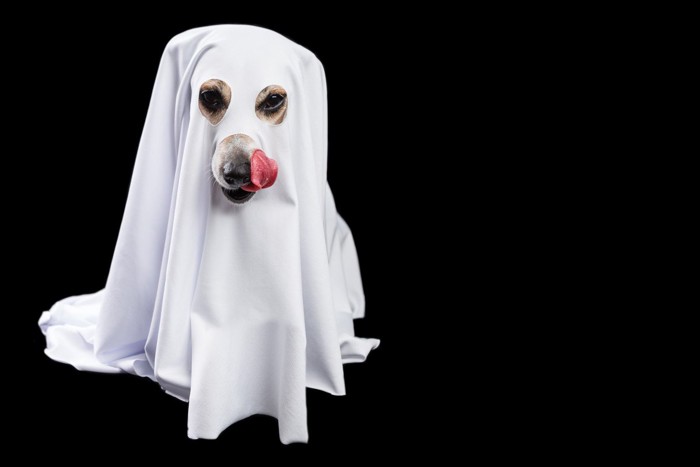 お化けのコスプレをした犬