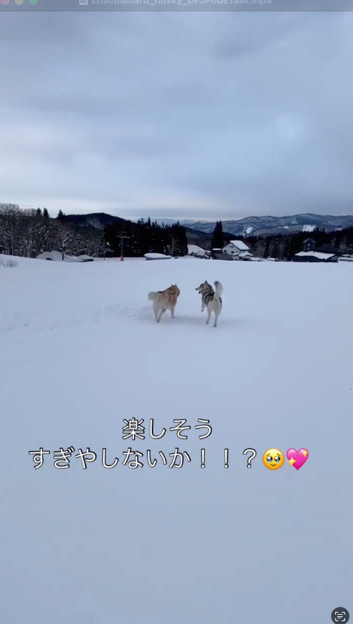 楽しそうに雪の中を走る2匹の犬