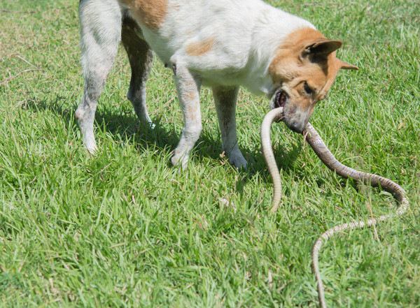 蛇と戦う犬