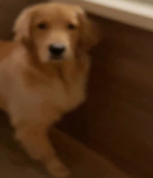近づく犬1