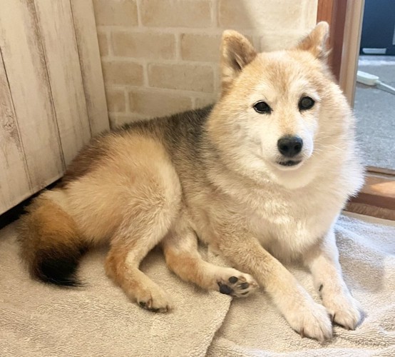 美犬