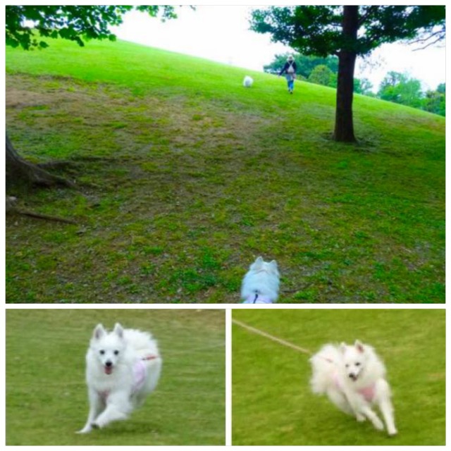 丘の上を走る犬