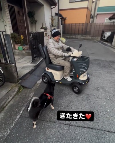シニアカーに乗った人の前に立つ犬