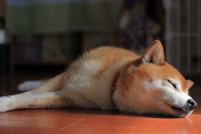 床で寝ている柴犬