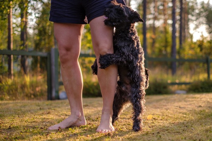 飼い主の足にマウンティングする犬