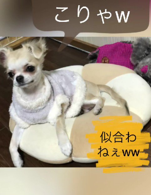 「こりゃだめだ」