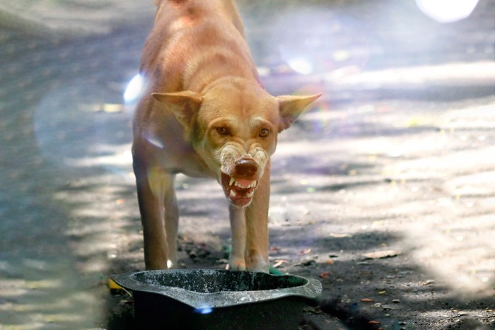 歯を剥きだしている犬