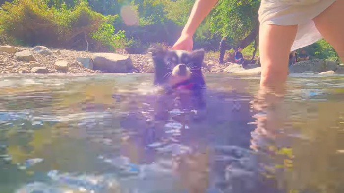 ママさんの補助で泳ぐぷちくん