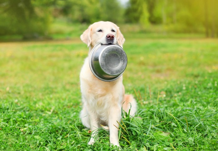 犬と皿