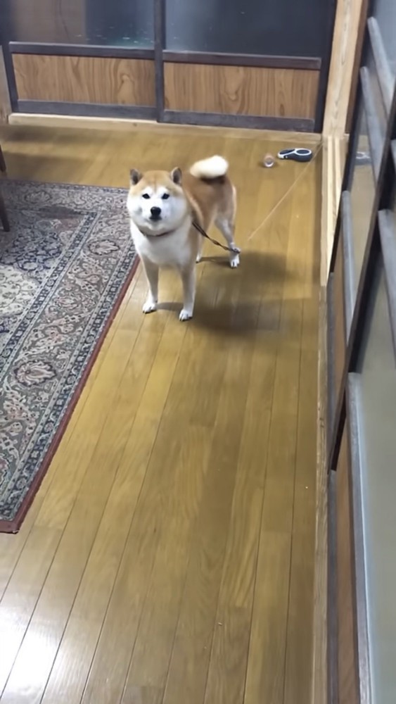 飼い主を見つめる犬