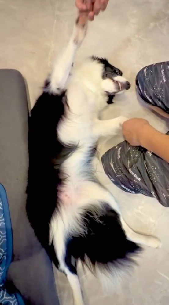 男性に前足を持たれながらじゃれる犬
