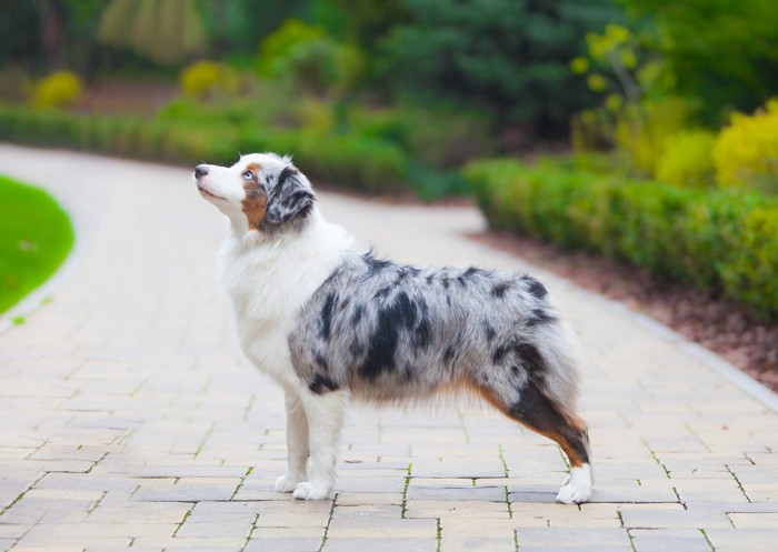 屋外で横向きに立っているミニチュアアメリカンシェパード