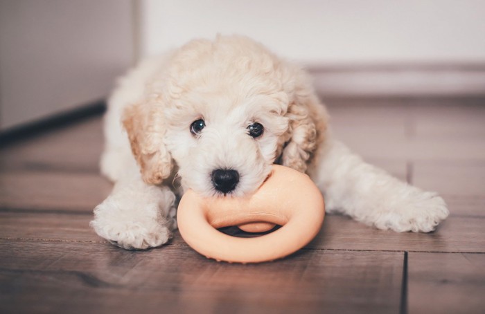 おもちゃであそぶ犬