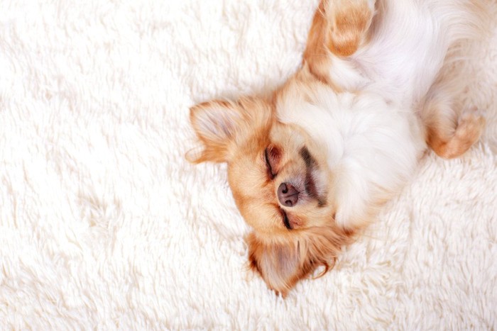 仰向けに眠る犬