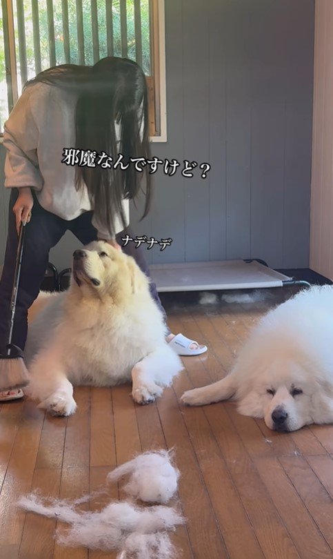 掃除中のグラくん＆ダンボくん6