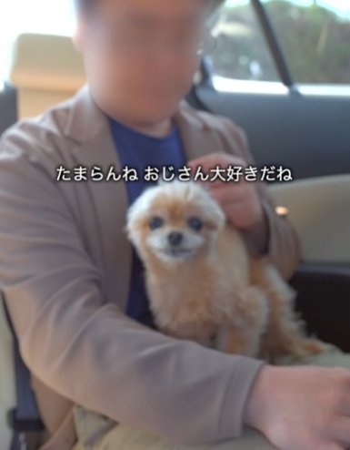車内で男性の膝に乗るミックス犬