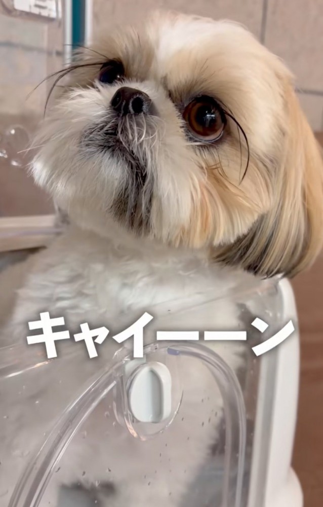 悲鳴を聞く犬