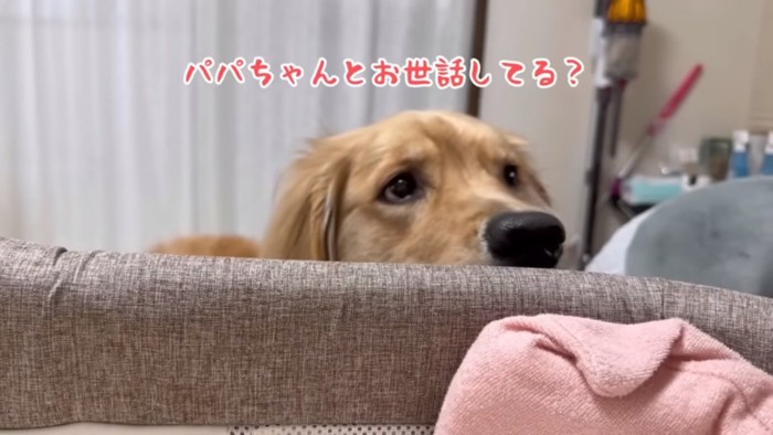 パパに確認するおからちゃん