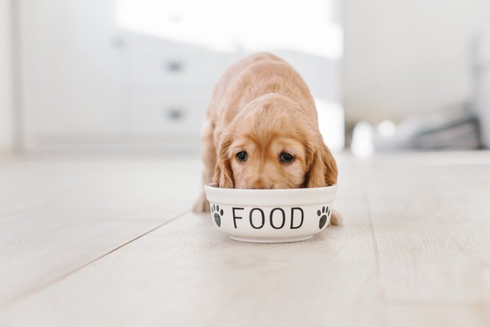 餌を食べる子犬