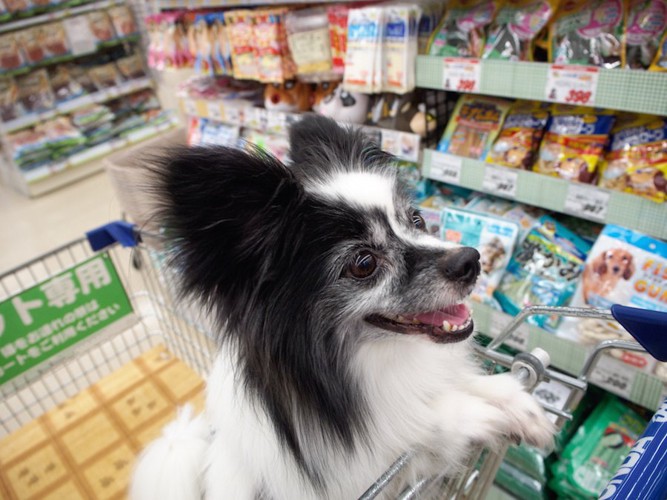 カートに乗って飼い主とお買物中のパピヨン