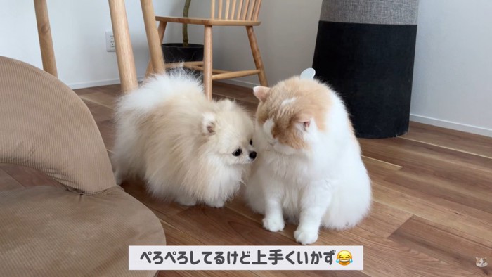 体調不良のレモンさんと優しいポテチくん7