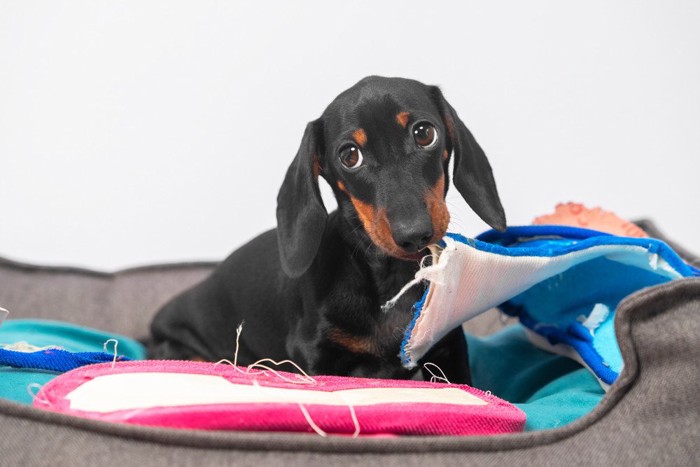 ベッドを噛んでいる犬