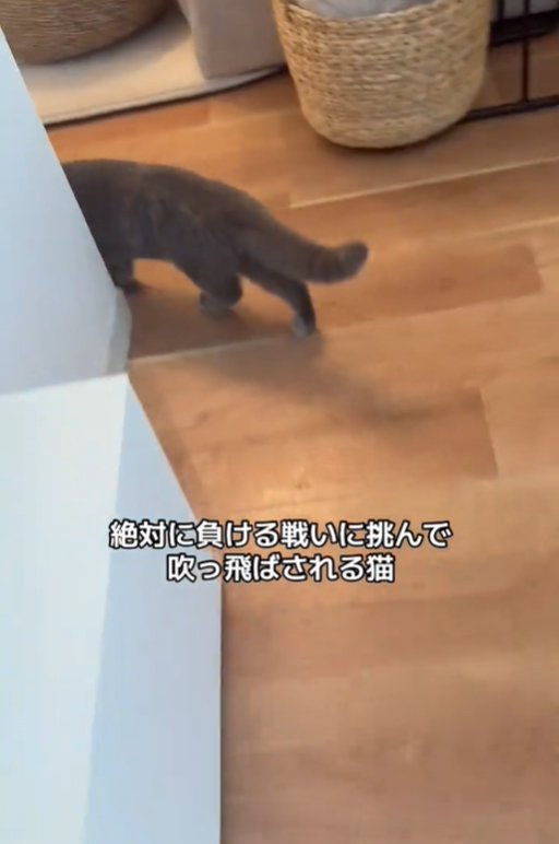 角を曲がる猫