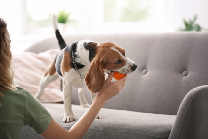 愛犬とボールで遊ぶ女性