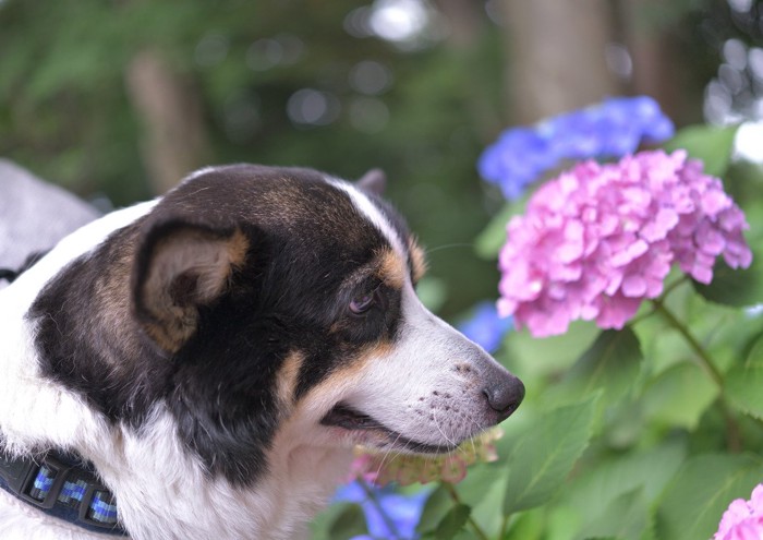 あじさいと犬