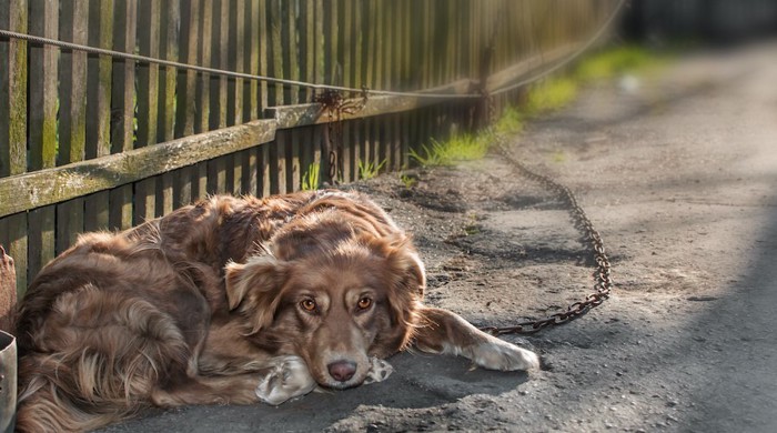 鎖で繋がれた犬