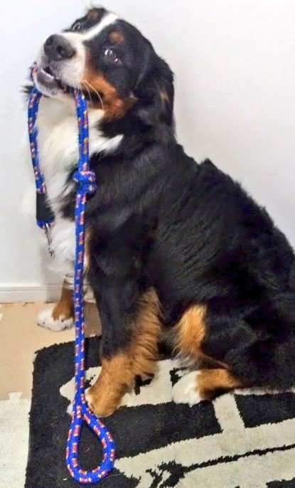 大きいけれど癒し系です