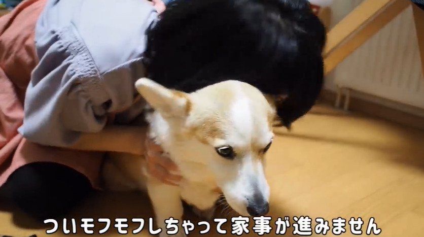 抱きつかれる犬