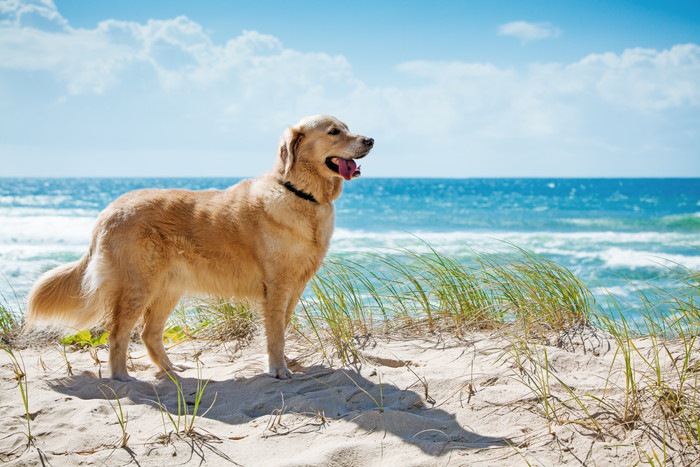 浜辺でたたずむ犬