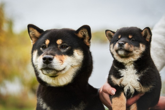 黒柴の成犬と人に抱きかかえられている黒柴の子犬