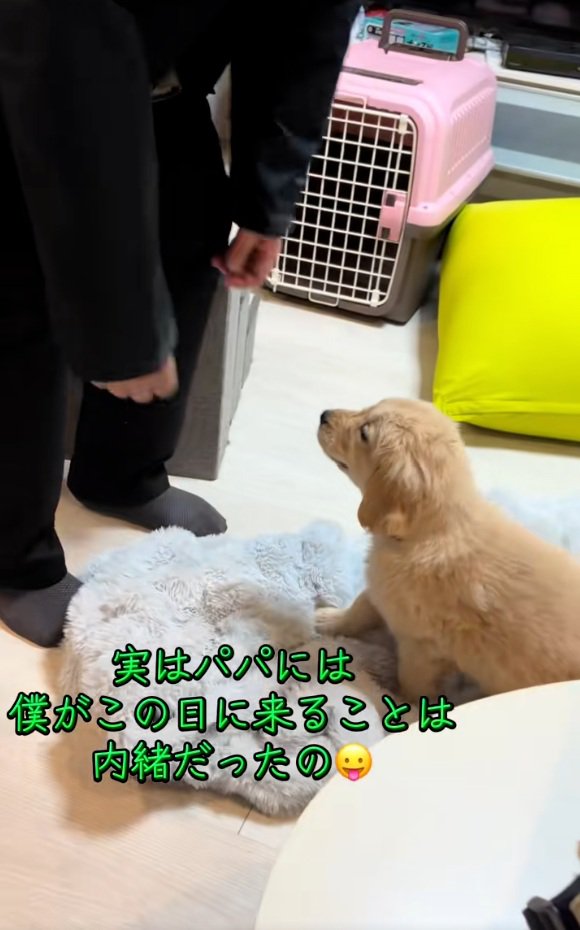 パパのそばに行くかんくろう君