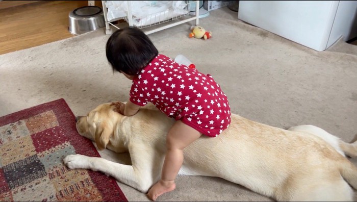 犬の背中に乗って、犬の頭に手をつく赤ちゃん