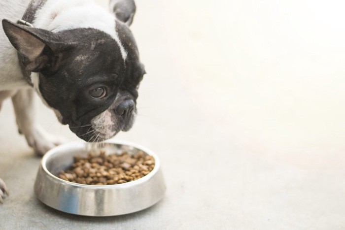 食事中の犬