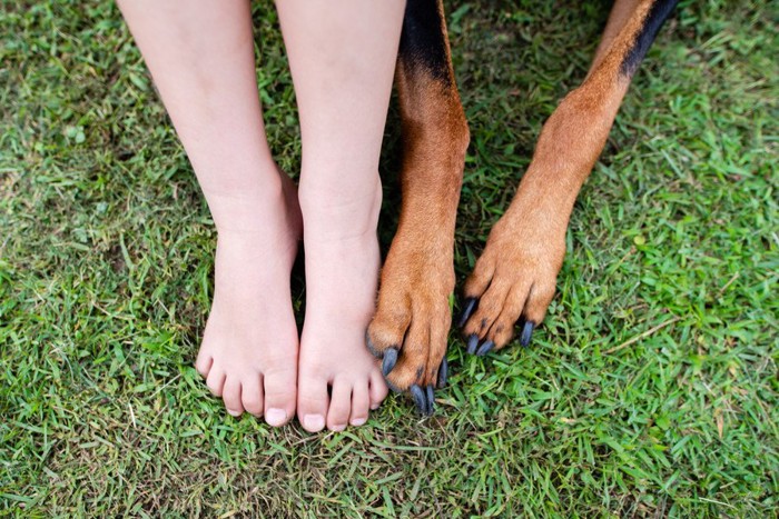 子どもと犬の足