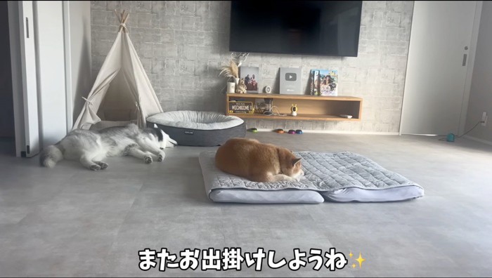 クッションの上で眠る柴犬