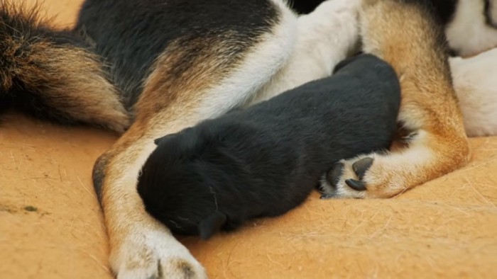 ヒナタちゃんにすっぽりはまる子犬