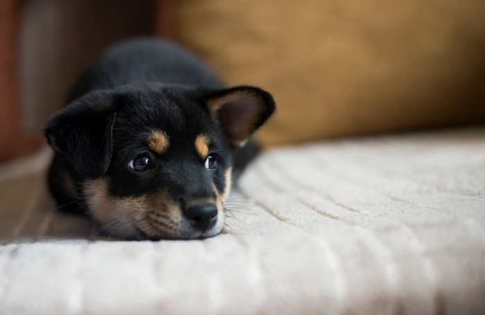 悲しそうな顔で伏せている柴犬の子犬